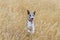 Whippet in meadow