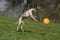 Whippet playing