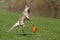 Whippet playing