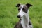 Whippet Portrait