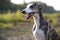 Whippet portrait