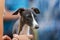 A Whippet Pup Being Judged At A Country Show