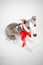 Whippet with red bow
