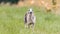 Whippet running in the field on lure coursing competition