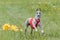 Whippet running in jacket coursing field on lure coursing