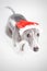 Whippet with santa hat
