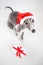 Whippet with santa hat and christmas present