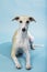 Whippet sighthound lying on blue background