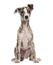 Whippet sitting, 2,5 months, isolated