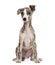 Whippet sitting, 2,5 months, isolated