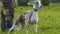 Whippet standing in the autumn field. Greyhound