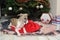 Whippets in Santa Claus sack at the foot of Christmas tree next to gift boxes