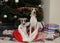 Whippets in Santa Claus sack at the foot of Christmas tree next to gift boxes