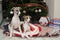 Whippets in Santa Claus sack at the foot of Christmas tree next to gift boxes