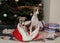 Whippets in Santa Claus sack at the foot of Christmas tree next to gift boxes