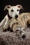 Whippets in the studio. A dog portrait of a two whippet dogs on black background