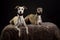 Whippets in the studio. A dog portrait of a two whippet dogs on black background