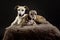 Whippets in the studio. A dog portrait of a two whippet dogs on black background
