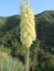 Whipple`s Yucca Flower - Angeles Natioinal Forest - California