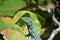 Whiptail Lizard Shedding His Skin in Aruba