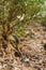 Whiptail Lizard, Teiid
