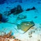 Whiptail Stingray (Dasyatis pastinaca) at Dive, Komodo