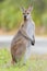 Whiptail wallaby (Macropus parryi)