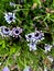 Whirligig African Daisy, Osteospermum \'Whirligig\', garden ornamental