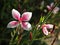 Whirling Butterflies Gaura Lindheimeri Flowers