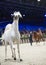 Whirte beautiful arabian stallion  show stallion. inside cover manege