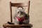 whiskas grey kitty with pink harness looking forward and sitting on wooden chair