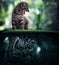 Whisker cat have predator race instinct concept