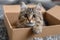 Whisker retreat Cute cat enjoys a box on the carpet