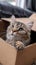 Whisker retreat Cute cat enjoys a box on the carpet