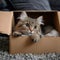 Whisker retreat Cute cat enjoys a box on the carpet