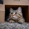 Whisker retreat Cute cat enjoys a box on the carpet