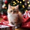 Whisker Wonderland: Cozy Kitty Nestled Amidst Festive Christmas Gifts