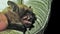 Whiskered bat Myotis mystacinus in hand