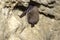 Whiskered bat Myotis mystacinus, hibernating on a stone wall