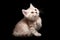 Whiskered British kitten sits on a black isolated background