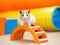 Whiskered Funland: A Colorful Hamster Escape