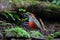 Whiskered Pitta