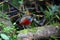 Whiskered Pitta