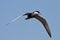 Whiskered Tern