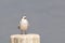 whiskered tern