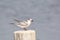 whiskered tern