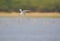 Whiskered tern bird