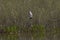 Whiskered tern, Chlidonias hybrida