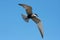 Whiskered tern ( Chlidonias hybrida ) in flight