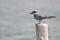 Whiskered Tern (Chlidonias hybrida)) standing on post